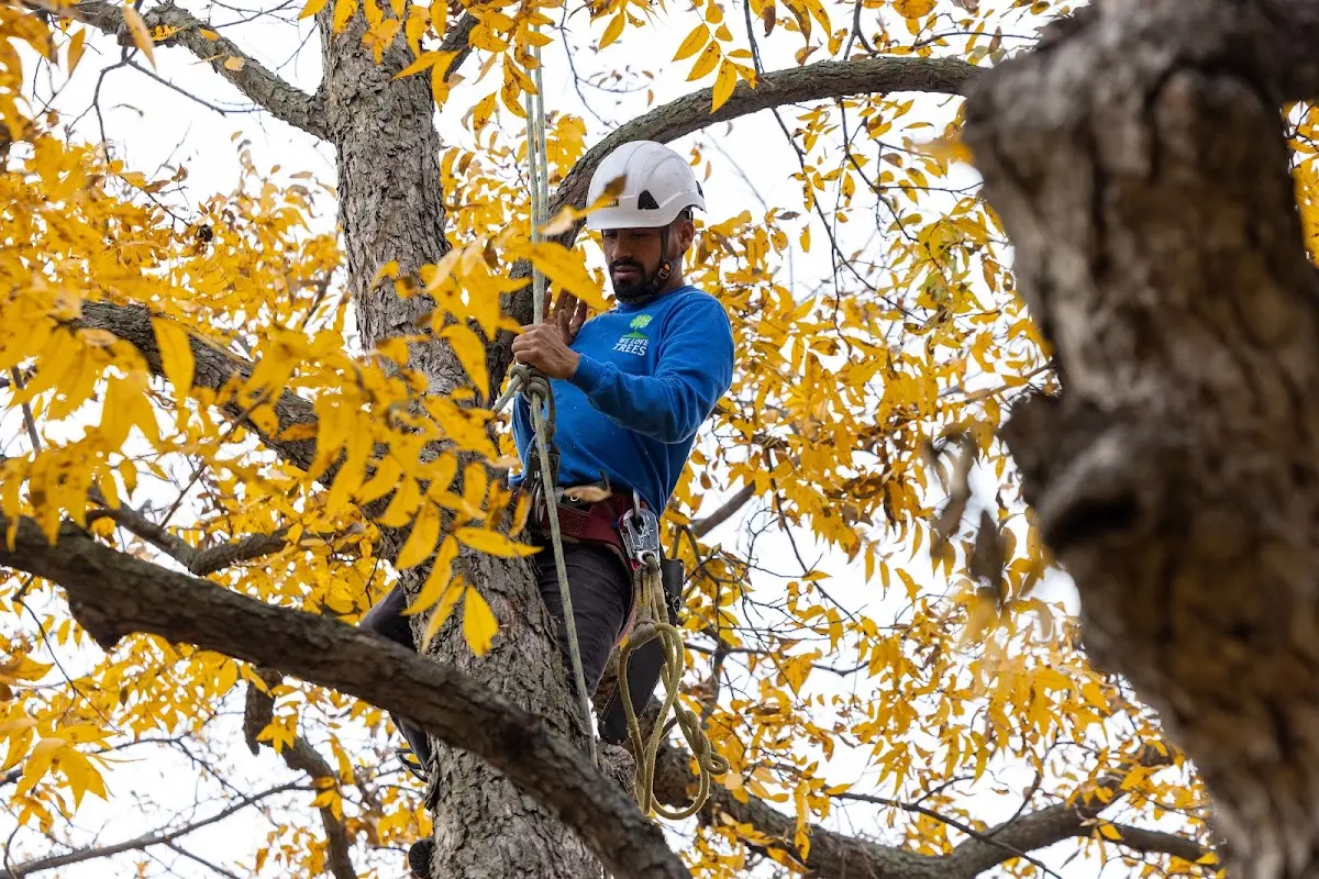 Skilled Tree Pruning crew working in Delaware Water Gap